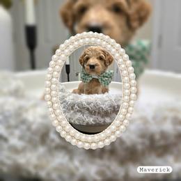 Maverick - Apricot male Goldendoodle puppy in Richmond, Virginia from Highland Grove Doodles, LLC
