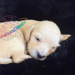 Astra - Cream female Dachshund puppy in Peyton, Colorado from Dachshund Universe