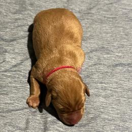 Dark pink - Yellow female Labrador Retriever puppy in Monticello, Georgia from Hollow Meadows Retrievers