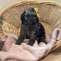 Luna - Merle female Bernedoodle puppy in Coventry, Rhode Island from Timber Trail Bernedoodles RI