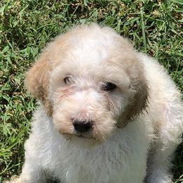 Poodles from Rocky Patch Standard Poodles