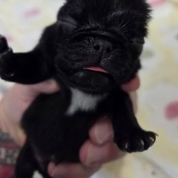 Black Male - Black male Pug puppy in Pinson, Alabama from Circus Pugs & Frenchies