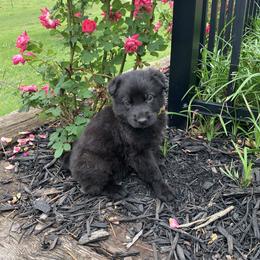 Yellow Collar Girl - Black female German Shepherd puppy in Batesville, Mississippi from Shepherd Farms