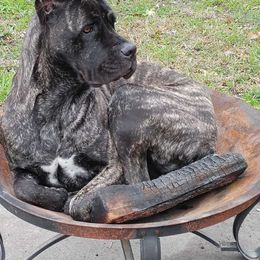Cane Corso Puppies from Fortune Star Ultimate K9s