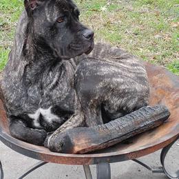 Cane Corso Puppies from Fortune Star Ultimate K9s