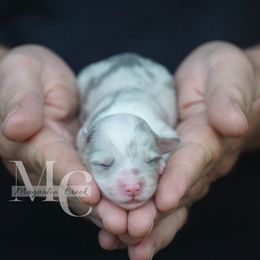 Bluie Merle F Fluff - Blue merle and white female American Corgi puppy in Straughn, Alabama from Magnolia Creek Corgis