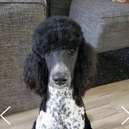 Maggie - Poodle