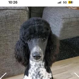 Maggie - Poodle