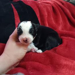 Juniper - Black & white female Australian Shepherd puppy in Sultan, Washington from Van Huitt Australian Shepherds
