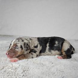 Olive - Blue merle female Catahoula Leopard Dog puppy in Doerun, Georgia from Twig & Tail Puppies