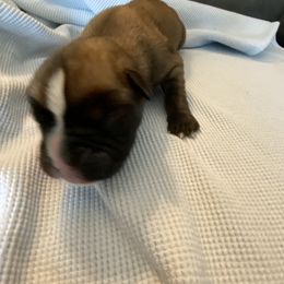 Boxer Puppies from Primo Amore Boxers