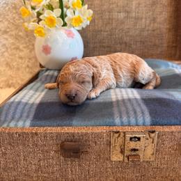 Male 4 - Apricot male Goldendoodle puppy in Bucyrus, Missouri from Hill Top Pomskies