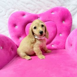 Cindy - Red female Dachshund puppy in Richmond, Virginia from Irresistible Dachshunds & Cavaliers