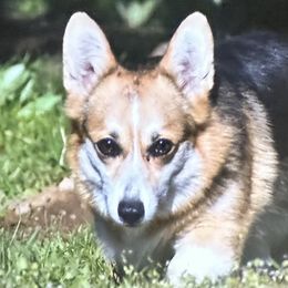 Pembroke Welsh Corgis from Flying Z Ranch