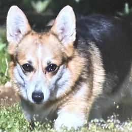 Pembroke Welsh Corgis from Flying Z Ranch