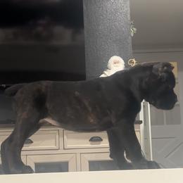 Pink Collar - Black brindle female Cane Corso puppy in Fairfield, California from Royal Class Kennels