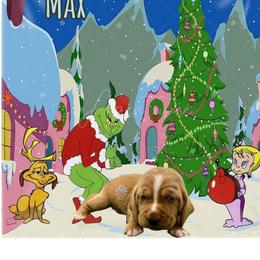 Max - Red and white male Basset Hound puppy in Dingess, West Virginia from Tuckers' Howling Hounds
