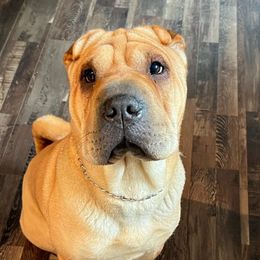 Hazel - Chinese Shar-Pei