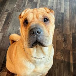Hazel - Chinese Shar-Pei