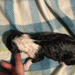Black tri 2 - Black tri-color female Australian Shepherd puppy in Muncie, Indiana from Gemfire Australian Shepherds