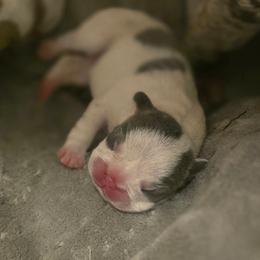 Marilyn - White female French Bulldog puppy in Pleasant Hill, Iowa from Courtney Nicole's Mal Shihs & Goldendoodles