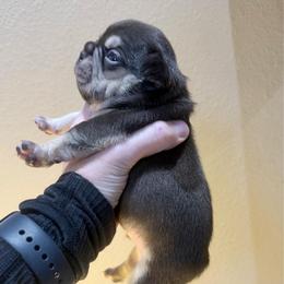 Count Chocula with OFA Parents - Tricolors male French Bulldog puppy in Billings, Montana from Yellowstone Frenchies
