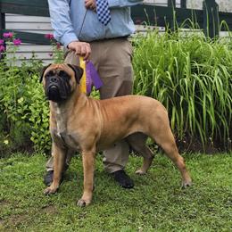 Asira - Bullmastiff