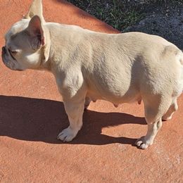 Lily - French Bulldog