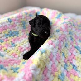 Green Collar Girl - Black female Goldendoodle puppy in Lenoir City, Tennessee from Niya’s Doodles