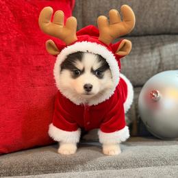 Pia male - Blue male Pomsky puppy in Enid, Oklahoma from Mile Hi Pomskies