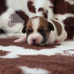 Sonny - White and tan female Russell Terrier puppy in Harvel, Illinois from Ruff and Tumble Russell Terriers