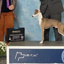 Louie - Italian Greyhound