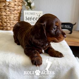 Rosalie - AKC - Silky - Chocolate and tan female Dachshund puppy in Kemp, Texas from Koli Acres