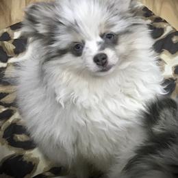 Pomeranian Puppies from PawSitive Therapy Pomeranians