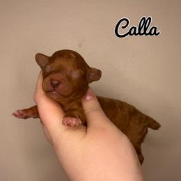 Calla - Red  female Poodle puppy in Morehead, Kentucky from Paw Perfect Pets