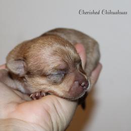 Ruby - Merle female Chihuahua puppy in Willamina, Oregon from Cherished Chihuahuas