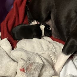 Girl 2 - Boston Terrier puppy in Pickens, South Carolina from Parker Rosa Boston Terrier’s