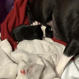 Girl 2 - Boston Terrier puppy in Pickens, South Carolina from Parker Rosa Boston Terrier’s