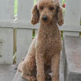 Iris - Poodle