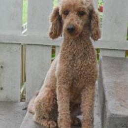 Iris - Poodle