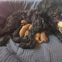 Labradoodle Puppies from P&L Doodles