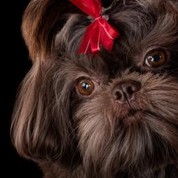 Shiloh - Shih Tzu