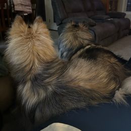 Pomsky All Grown Up from Kenna'z Kuddly Pomskiez