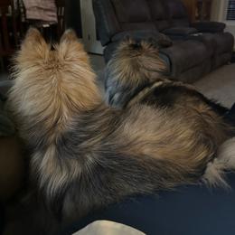 Pomsky All Grown Up from Kenna'z Kuddly Pomskiez