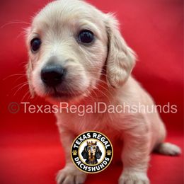 Caramel - Cream female Dachshund puppy in Houston, Texas from Texas Regal Dachshunds LLC