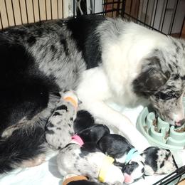 Truffles - Border Collie