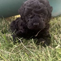 German Shorthaired Pointer and Labradoodle Puppies from Faddis Family Farms
