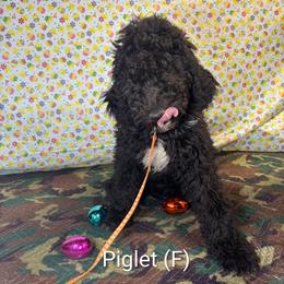 Piglet - Black female Goldendoodle puppy in Water Valley, Mississippi from Olympian Doodles