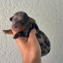 Echo - Dapple female Dachshund puppy in Moreno Valley, California from rdachshunds