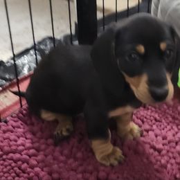 Dachshund Puppies from Happy Acres  Miniature Dachshunds